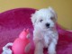 5 Magnifiques chiots type Bichon Maltais.