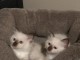 Chatons Sacrés de Birmanie avec pédigrée