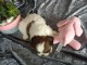  Donne Chiot shi tzu non lof a donner