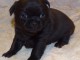  Chiot chihuahua pour cadeau