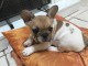 Donne chiot bouledogue français