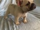 bouledogue français femelle