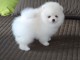 Disponible sur une magnifique chiots de type Spitz de poméranien