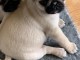 Adorable chiots carlin