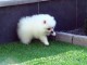  Chiot spitz nain femelle a donner