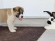 Sublimes Chiots Shiba Inu Pure Race et Pedigree pure lignée champ