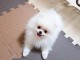Chiots spitz nain a donner