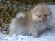 disponibles Chiots Spitz Nain