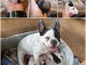 chiens type bouledogue français