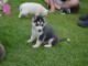 Magnifiques Chiots Husky Sibérien Lof