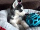 Disponibles «3 chiots husky sibérien