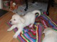 Chiots Golden Retriever