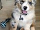 	Magnifiques Chiots Berger Australien Pure Race 