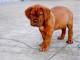 A DONNER Dogues de Bordeaux bien typés