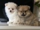  Magnifiques Chiots Spitz Nain Poméranie