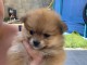 Magnifiques Chiots Spitz Nain Poméranien