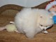 Nos bébés shih tzu non LOF disponible