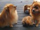 spitz nain a donner auvergne 