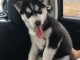 Adoption Luna disponible