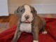 Chiots PITBULL Americain pour bonne maison