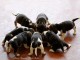 Magnifiques Chiots Beagle Pure Race