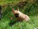  chiots bouledogue Français LOF