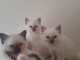 À donner chaton (Femelle) type sacré de Birmanie