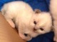 À donner chaton (Femelle) type sacré de Birmanie
