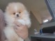 Chiots Spitz Nain disponibles de suite