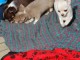 Magnifique  chihuahua disponible