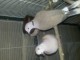 Vends tourterelles de Birmanie