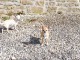 Chiots Chihuahua tout mignonne