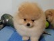 Magnifiques chiots spitz nain