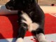 Chiot Border Collie l