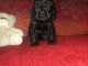 Chiots Cocker Spaniel Anglais 
