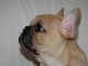 Disponible de suite Chiots Bouledogues français