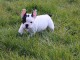 Disponible de suite Chiots Bouledogues français