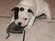 Disponible de suite Chiots Bouledogues français