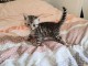 Chatons Race Bengale dispo