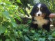 A donner Superbe chiot mâle Bouvier Benois non lof