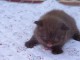 Chatons Scottish Fold