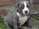 bébé chiot american bully