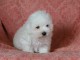 bébé chiot  coton de tulear 