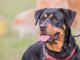beaceron tres bon chien