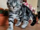 Superbes Chatons en adoption 