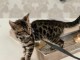 Magnifique Bengal à donner