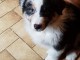Chiot Berger Australien