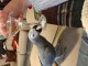 Disponibles perroquet a donner