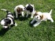 5 chiots cavalier king charles