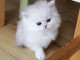 2 chatons persans sont disponibles